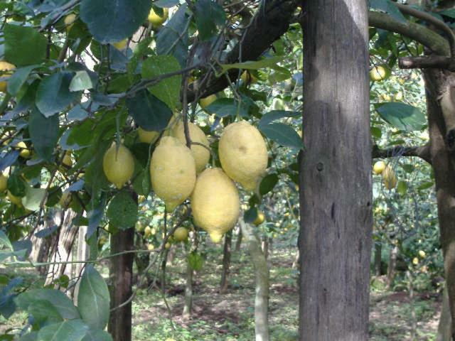 Azienda Agricola Veniero Piano di Sorrento Exterior photo
